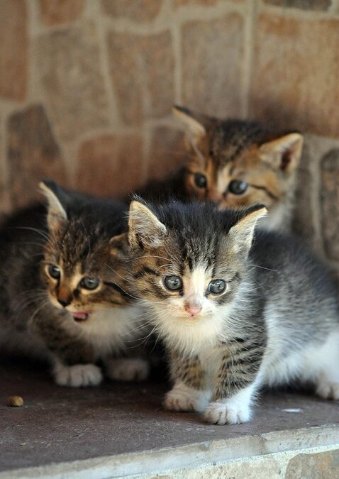 Paw-sitive Impact: How SEO Can Help Bradenton's Pet Groomers Fetch New Clients!