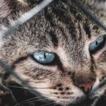 Paws & Clicks: How PPC Advertising Can Boost Your Sarasota Pet Boarding Business