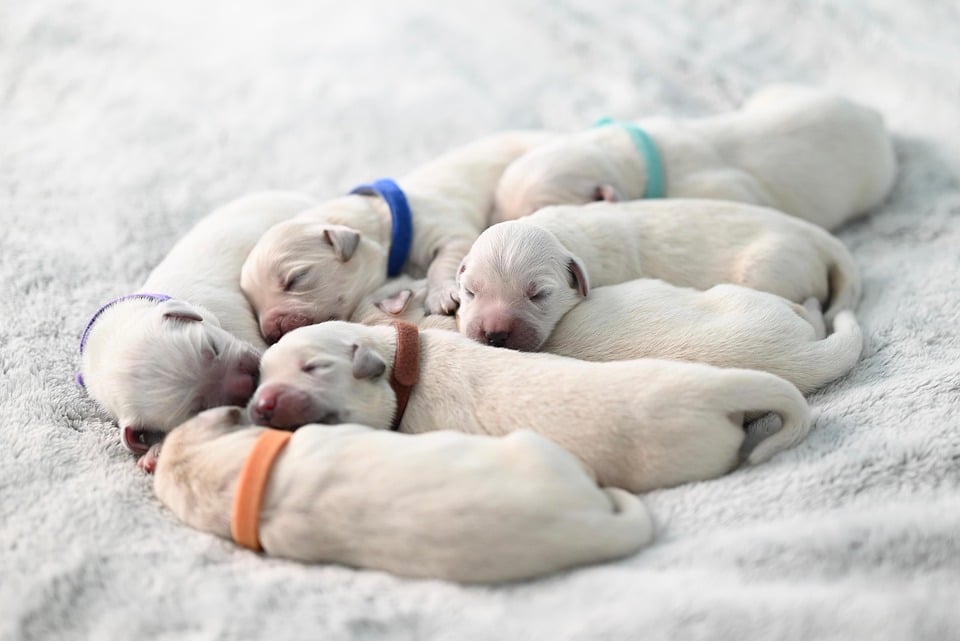 Paws and Profit: The Transformative Power of PPC Advertising for Local Dog Walking Services