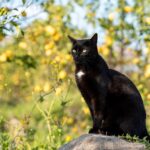 Pawsitive Online Presence: How SEO Can Fetch More Customers for Your Sarasota Pet Boarding Business