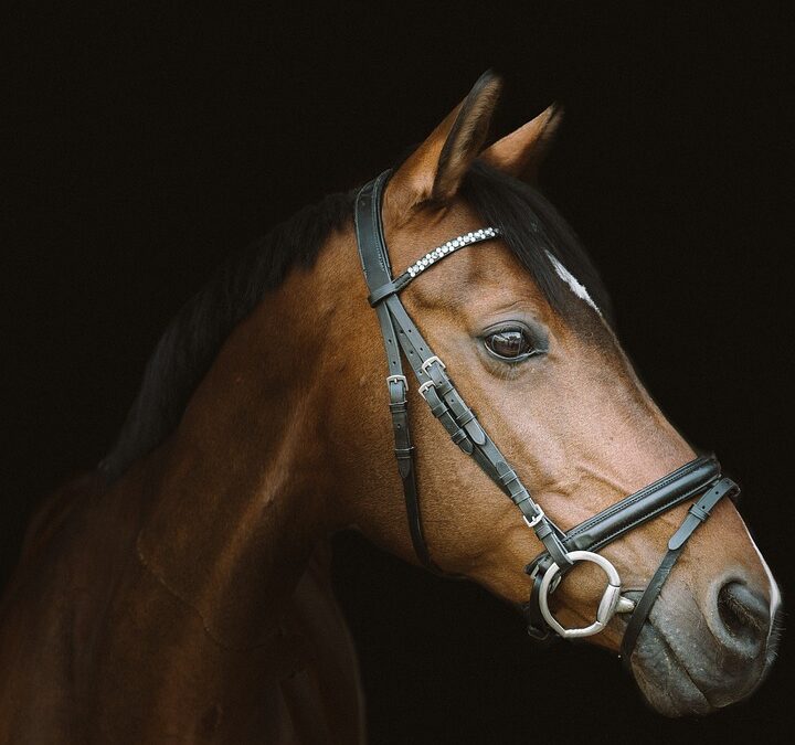 “Pawsitive Results: Why Every Bradenton Groomer Should Invest in PPC Today!”