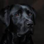 Pawsitive Visibility: 5 SEO Strategies Every Bradenton Pet Care Owner Should Know