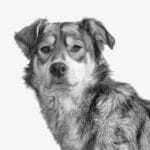 Pawsitively Profitable: How PPC Can Boost Your Sarasota Pet Training Business