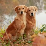 Pawsitively Profitable: The Hidden Benefits of PPC for Sarasota's Pet Groomers