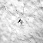 Rid Your Website of Pests: The Essential Guide to SEO for Bradenton Pest Inspectors