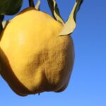 Rooting for Success: The Top 5 SEO Strategies Every Sarasota Tree Service Should Implement