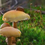 Sail Above the Competition: Unlocking the Benefits of PPC for Sarasota's Water Damage Experts