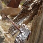 Sarasota Nail Salons: Unlocking Customer Growth Through Smart SEO Techniques