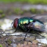 Sarasota's Pest Inspectors: Unlocking the Secrets of SEO for Sustainable Business Growth