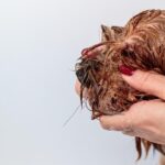 “Shave Seconds Off Your Booking Time: Boost Your Sarasota Barbershop with Effective SEO Strategies”