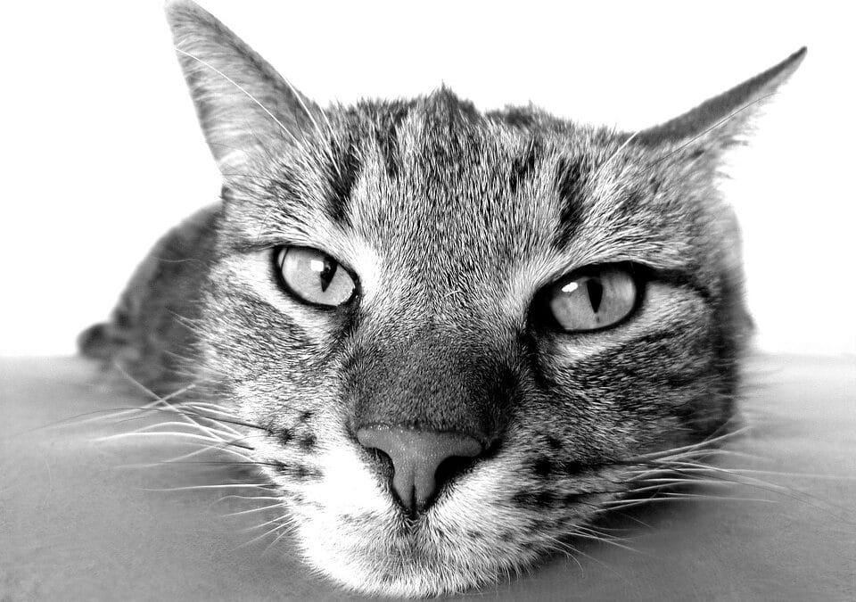 “Sit, Stay, Click! The Benefits of PPC for Growing Your Pet Boarding Brand in Bradenton”