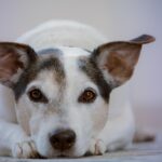 Sit, Stay, Optimize: A Local’s Guide to Boosting Your Bradenton Pet Boarding Business Through SEO