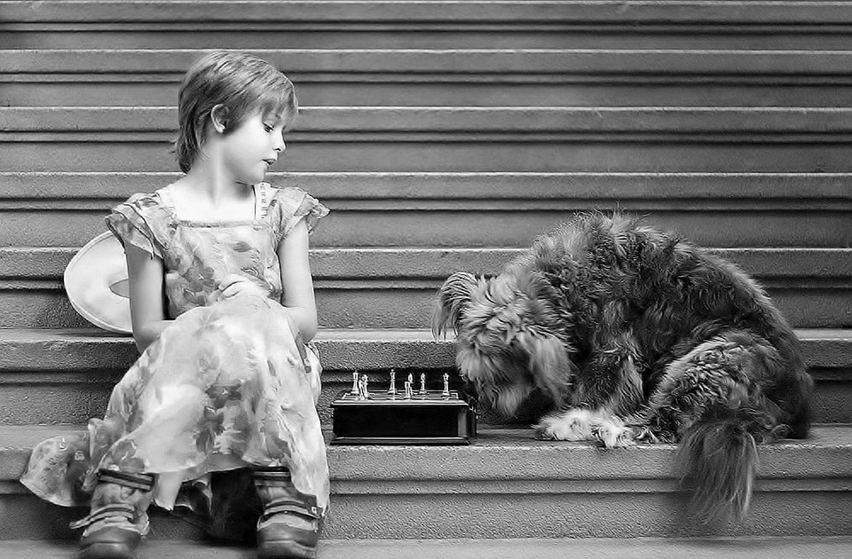 Sit, Stay, Optimize: Elevating Your Sarasota Pet Boarding Business with Smart SEO Practices