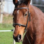 Sniffing Out Success: How PPC Can Help Your Bradenton Dog Walking Business Stand Out