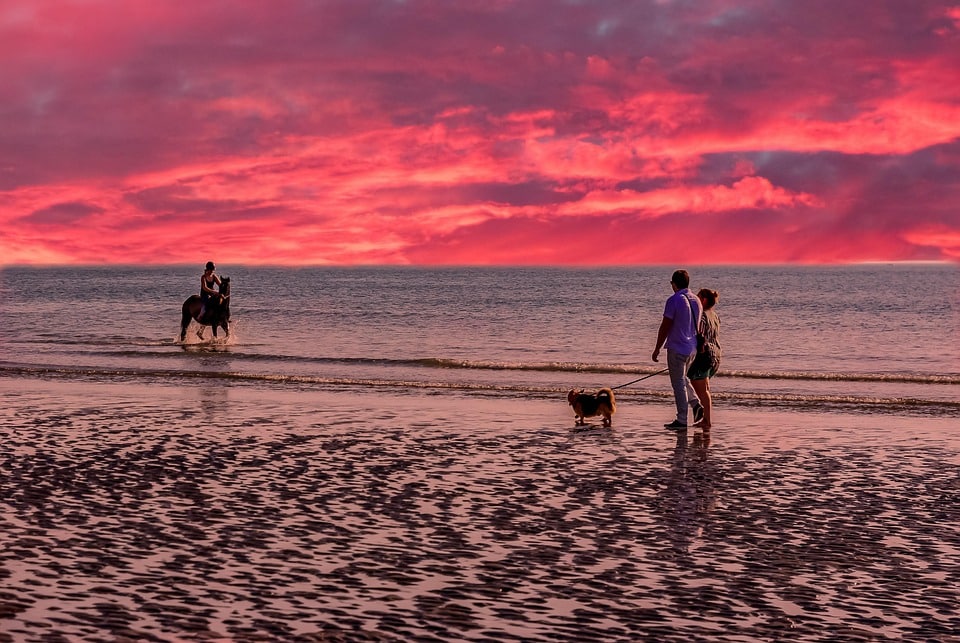Sniffing Out Success: Transforming Your Sarasota Dog Walking Business with SEO Best Practices