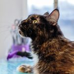 “Step Up Your Game: Why Bradenton's Pet Boarding Facilities Can't Afford to Ignore PPC”
