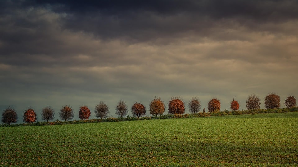 Step-by-Step: Elevate Your Sarasota Dog Walking Business with Proven SEO Strategies