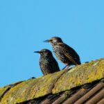 Sweep to the Top: How SEO Can Elevate Your Sarasota Chimney Sweep Business