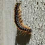 Tackle More Than Just Bugs: Harness the Benefits of SEO for Your Sarasota Pest Control Business!