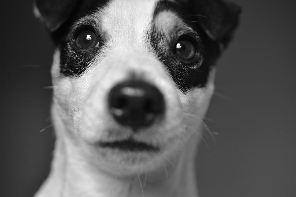 Tail-Wagging Returns: Unlocking the Benefits of PPC for Local Dog Walker Entrepreneurs