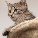 Tail-Wagging Success: How Leveraging SEO Can Elevate Your Sarasota Pet Boarding Brand