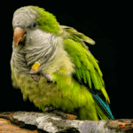 Tail-Wagging Success: Transform Your Pet Grooming Shop with Smart PPC Strategies!