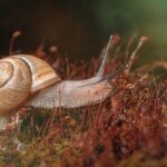 Targeting Success: How Local PPC Ads Can Transform Your Pest Control Business in Bradenton