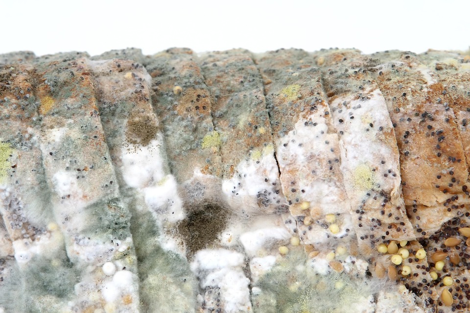Targeting Success: The Ultimate Guide to PPC for Mold Remediation Companies in Bradenton