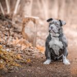 Train Smart, Not Hard: Why SEO is Your Best Friend for Growing Your Bradenton Pet Training Services!