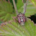 Transform Your Pest Inspection Business: The Unseen Benefits of SEO for Bradenton Entrepreneurs