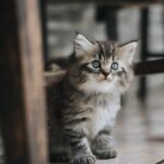 Unleash Growth: How PPC Advertising Can Transform Your Sarasota Pet Grooming Business!
