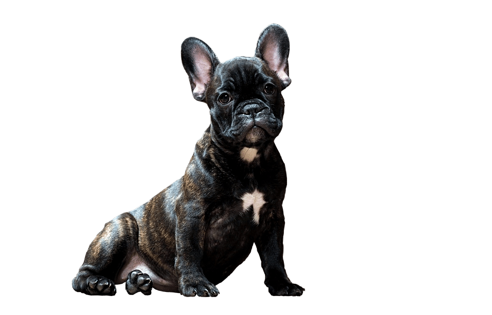 Unleash Your Potential: How SEO Can Transform Your Sarasota Pet Training Business