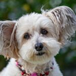 Unleashing Growth: 5 SEO Strategies Every Sarasota Pet Boarding Owner Should Know
