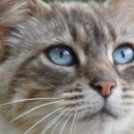 Unleashing Success: 5 SEO Strategies Every Bradenton Pet Trainer Should Know!