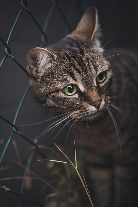 Unlocking Growth: How PPC Can Elevate Your Bradenton Fence Installation Business