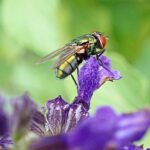 Unlocking Local Success: 5 SEO Strategies for Sarasota Pest Inspectors to Stand Out