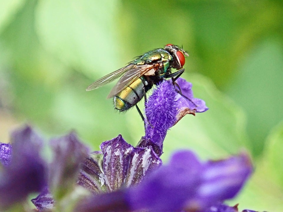 Unlocking Local Success: 5 SEO Strategies for Sarasota Pest Inspectors to Stand Out