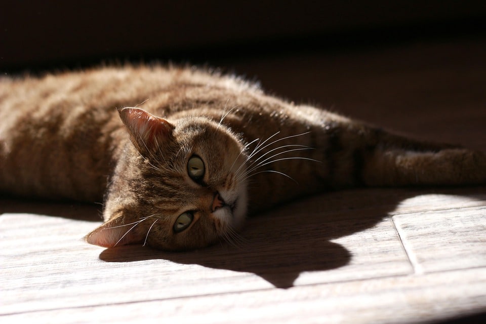 Unlocking Local Success: How SEO Can Propel Your Bradenton IT Business to New Heights