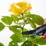 Watering Your Business: How PPC Can Boost Your Sarasota Landscaping Services to New Heights