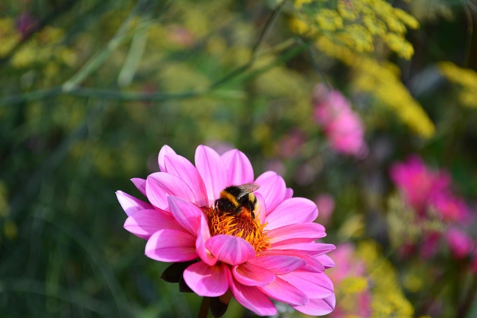 Watering the Roots: The Untapped Potential of PPC for Small Landscaping Businesses in Bradenton