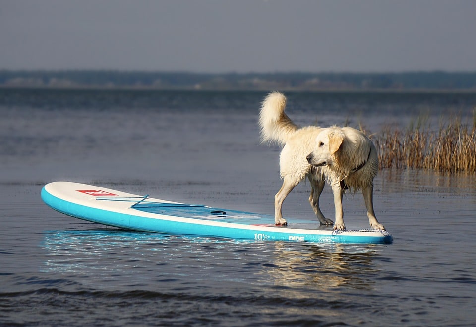 Why Every Sarasota Pet Boarding Business Needs PPC: Fetching New Customers with Targeted Ads